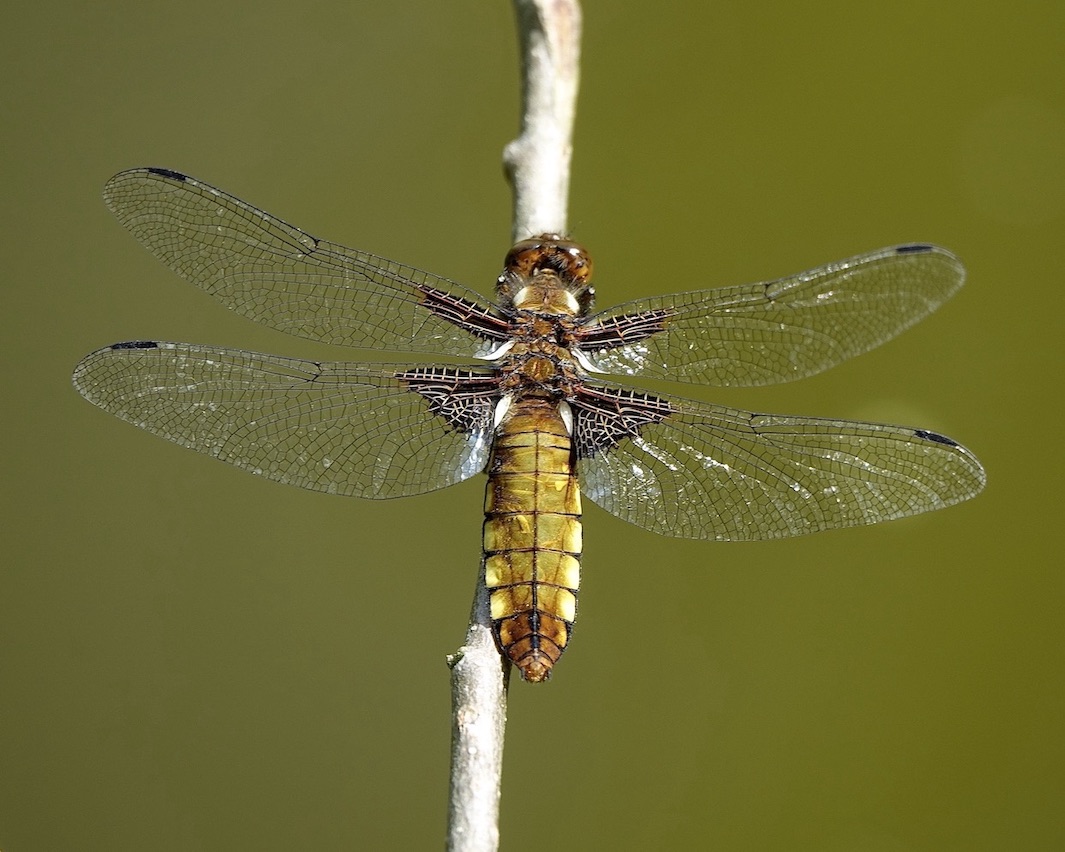 broad-bodied chaser